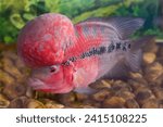 red devil cichlid. This cichlid species is native to freshwater lakes and rivers in Central America, particularly in Nicaragua and Costa Rica.