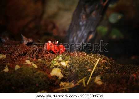 Red Devil Vampire crab, Geosesarma hagen, a land dwelling freshwater crab endemic to Java, Indonesia. A small, nocturnal species that lives in warm and humid conditions.