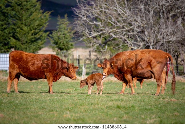 A Red Devon cow gives birth to a calf in the\
field while another cow watches.\
