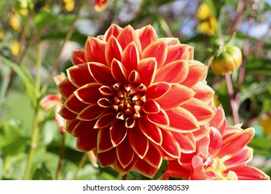 Red Dhalia In Giverny, France