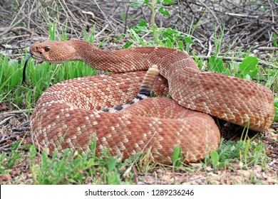 Red Diamond Rattlesnake (crotalus Ruber)