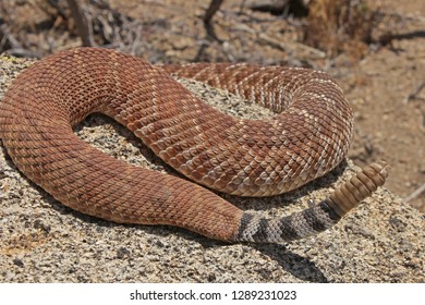 Red Diamond Rattlesnake Tail