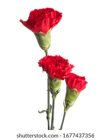 Red Dianthus 9 May Flowers Isolated