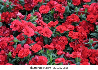 Red Dianthus In Sunny July