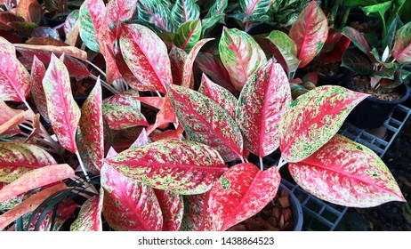 Red Dieffenbachia Leaf Plants Were Grown Stock Photo (Edit Now) 1438864523