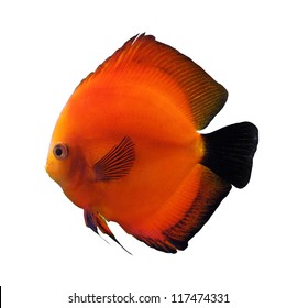 Red Discus Fish Isolated On White