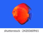 Red discus (Pompadour fish) on isolated blue background. Symphysodon aequifasciatus is freshwater cichlids fish native to the Amazon river, South America. 