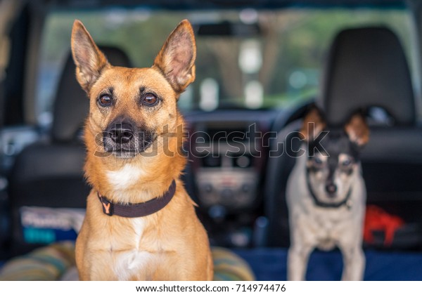Red dog in the back of a\
car