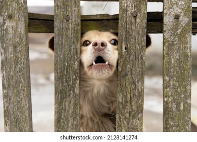 Red Dog Barking Behind A Wooden Fence.