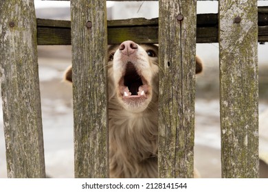 Red Dog Barking Behind A Wooden Fence.