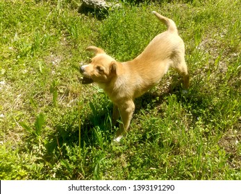 Red dog barking in the grass - Shutterstock ID 1393191290