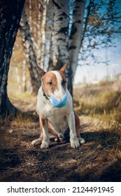 Red Dog Breed Bulterrier In Medical Mask On Its Muzzle.