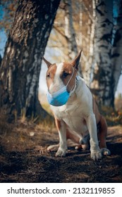 Red Dog Breed Bulterrier In Medical Mask On Its Muzzle.