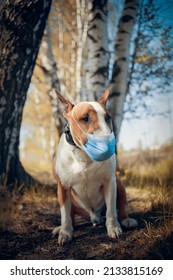 Red Dog Breed Bulterrier In Medical Mask On Its Muzzle.