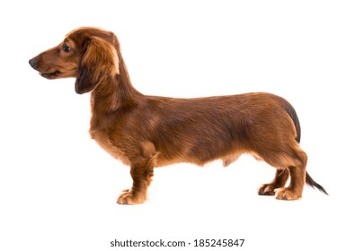 red dog breed dachshund on white background