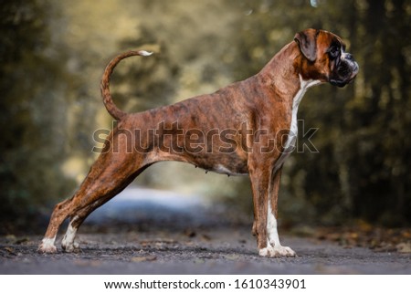 Red dog breed German boxer