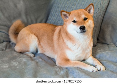 柴犬 の画像 写真素材 ベクター画像 Shutterstock