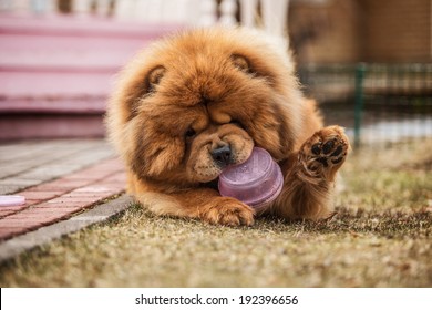 Red Dog Chow Chow