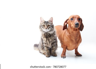 Red dog dachshund and Gray-Brown cat on a White isolated background