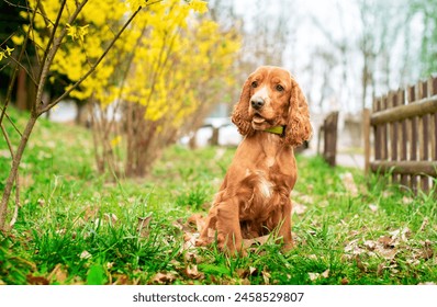 A red dog of the English cocker spaniel breed is sitting in the green grass. The dog looks to the side in surprise. Spring. Training. The photo is horizontal and blurry.