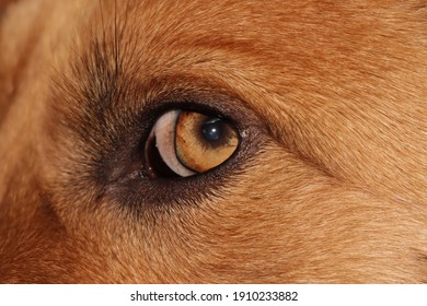 Red Dog Eye Closeup Cute