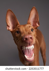 red dog with a funny muzzle. Pharaoh hound, cirneco dell'etna on gray background. - Shutterstock ID 2253511777