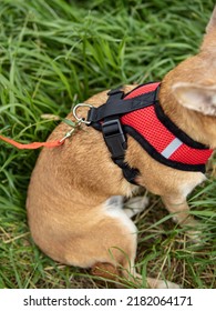 Red dog harness with leash. Small dog on a walk. Natural. Ammunition for dogs. Back view