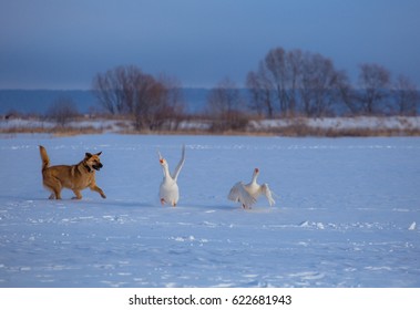 Red Dog Hunts White Geese On The Snow