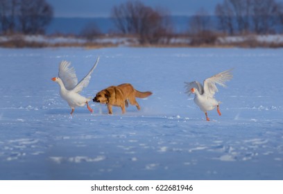 Red Dog Hunts White Geese On The Snow