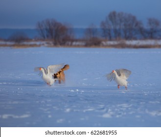 Red Dog Hunts White Geese On The Snow