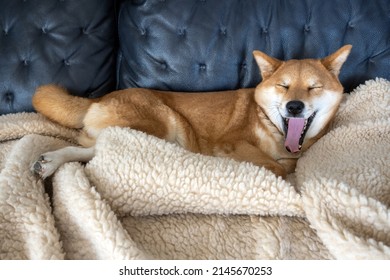 red dog, Japanese Shiba Inu breed, lies on a leather sofa under a fluffy blanket and yawns, focuses on the eyes