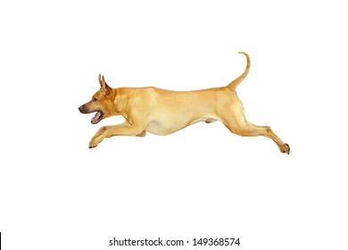 Red dog jumping, isolated on white.