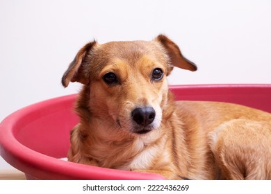 A Red Dog Lies In A Red Couch Close Up