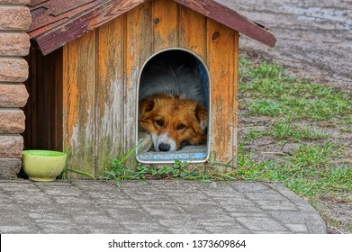 Red Dog Lies And Looks In A Wooden Doghouse On The Sidewalk