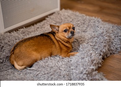 Red Dog Lies On A Gray Rug