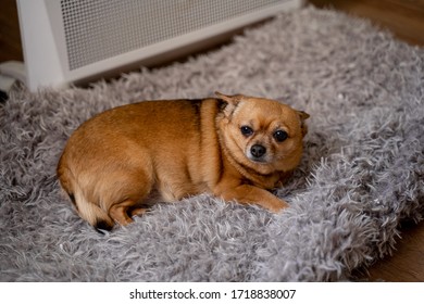 Red Dog Lies On A Gray Rug