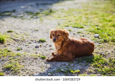 Red dog lies on the ground