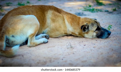 Red dog lying with sadness and despair, dog, sad
