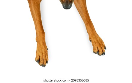 Red dog nose and paws top view isolated on white background