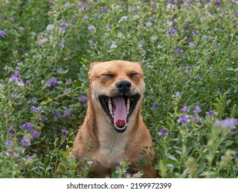 Red Dog With Open Pasture Sits In The Grass