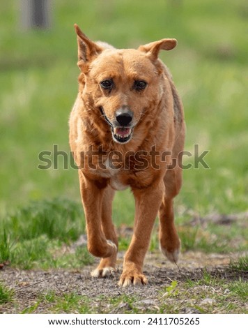 Similar – Image, Stock Photo crossbreed dog Animal