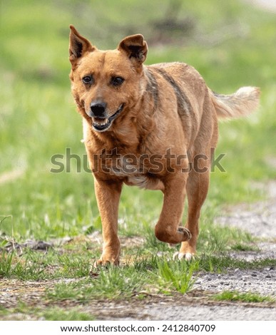 Image, Stock Photo crossbreed dog Animal