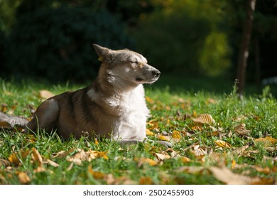 red dog sleeping in autumn leaves. red-haired fluffy dog on green grass in fallen leaves. autumn season, the dog lies in nature. home or homeless animal. looks away, warms up on a sunny day - Powered by Shutterstock