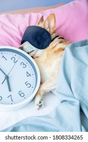 red dog sleeping with sleeping mask on in bed hugging big clock, morning time wake up. early morning lights