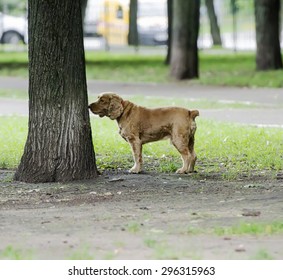 Red Dog Sniffing Spaniel For A Walk Tree