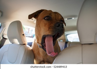 Red dog standing and yawning in back end of a car 