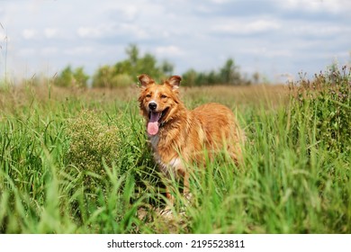 Red Dog Stands In A Field With Tall Grass