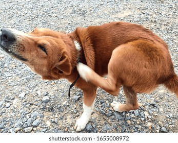 The Red Dog Uses His Hind Legs To Scratch The Itch