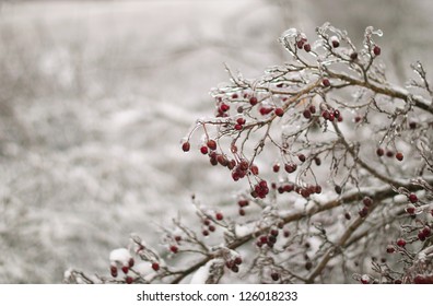 Red Dogrose Berries With Snow