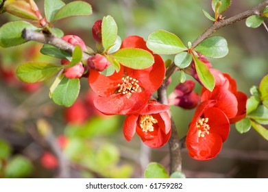 Red Dogrose Flower Background Stock Photo 61759282 | Shutterstock